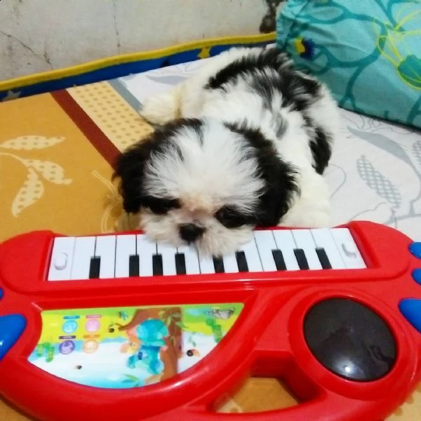 dolcissimi cuccioli di shih tzu in adozione | Foto 0