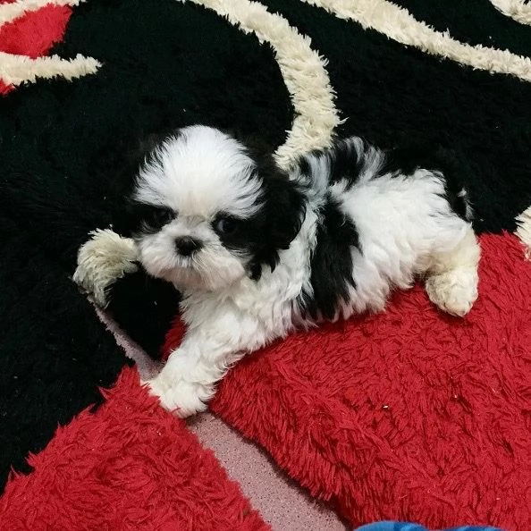 dolcissimi cuccioli di shih tzu in adozione