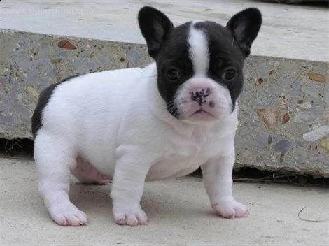 cuccioletto di bulldog francese mini toy