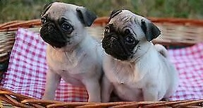 cucciolo di carlino perfettissimo