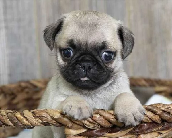  cuccioletto di carlino 