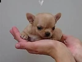 cuccioletto di chiwawa mini toy 