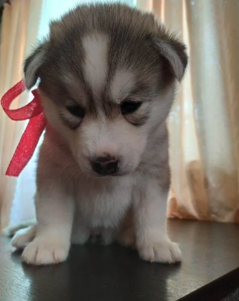 trtdrd regalo cucciolo regalo husky