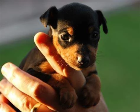 cucciolo di pincher mini toy