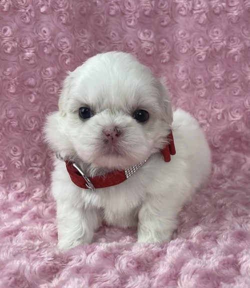 regalo cuccioli shih tzu .