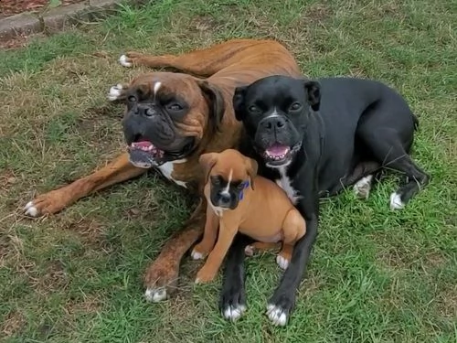 regalo estremamente carino cuccioli di boxer per l'adozione .