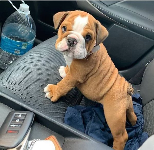 cute regalo di razza pura regalo bulldog inglese regalo cucciolo
