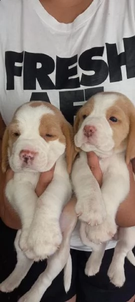simpatici cuccioli di beagle maschio e femmina per l'adozione.
