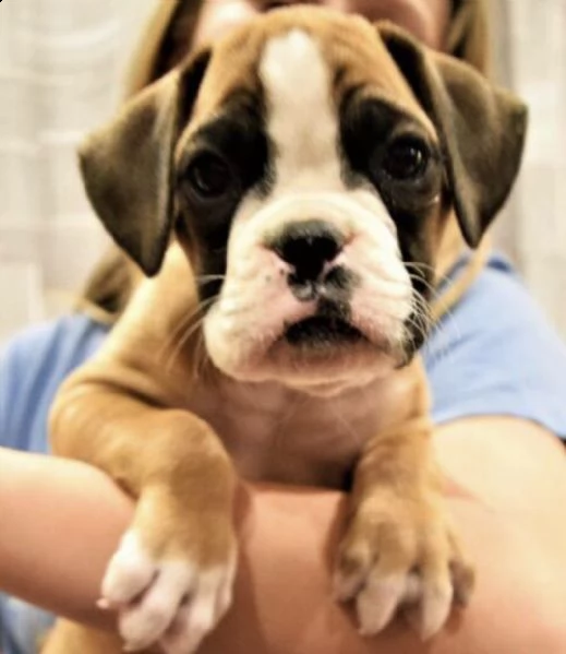 simpatici cuccioli boxer maschio e femmina in adozione