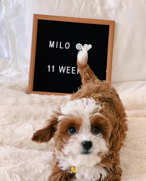 dolcissimi cuccioli di shih tzu in adozione | Foto 1