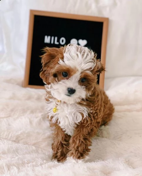 dolcissimi cuccioli di shih tzu in adozione