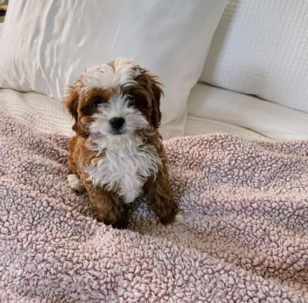 dolcissimi cuccioli di shih tzu in adozione | Foto 0