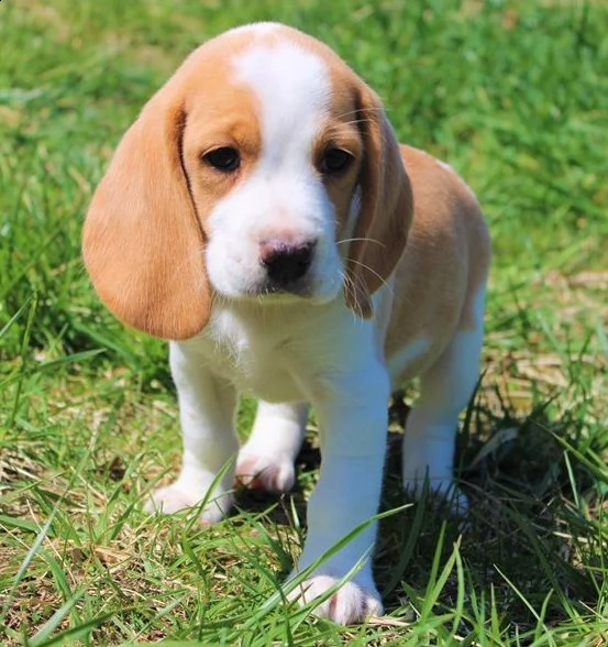 dolcissimi cuccioli di beagle 