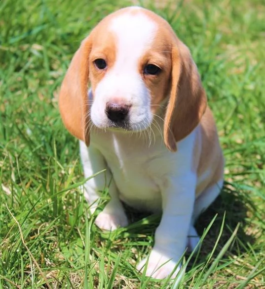 dolcissimi cuccioli di beagle  | Foto 0