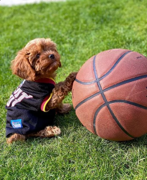 dolcissimi cuccioli di shih tzu in adozione