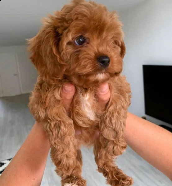 dolcissimi cuccioli di shih tzu in adozione | Foto 0