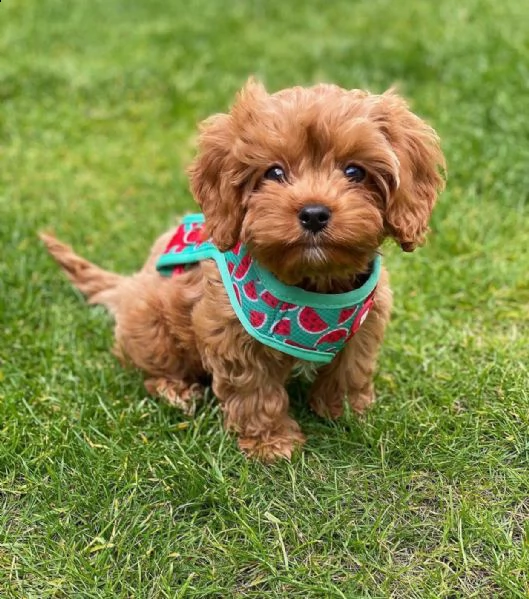 dolcissimi cuccioli di shih tzu in adozione | Foto 0