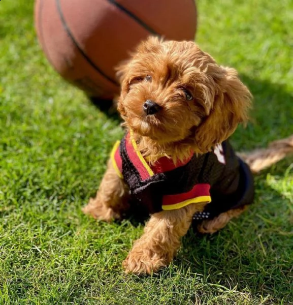 dolcissimi cuccioli di shih tzu in adozione