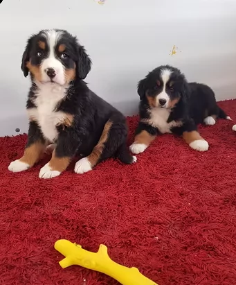 cucciola di bovaro del bernese