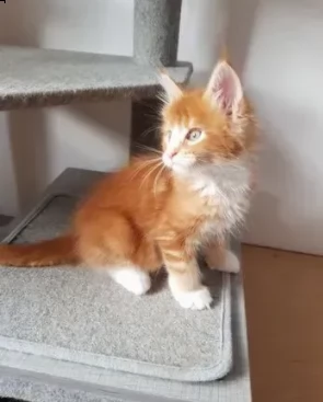 adozione di maine coon maschio e femmina