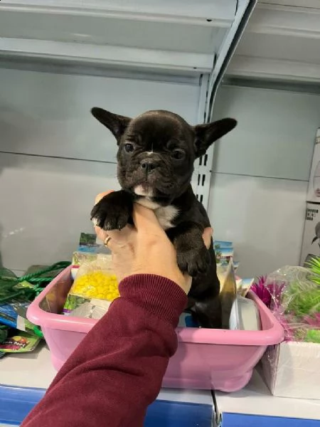  piccola bulldog francese 