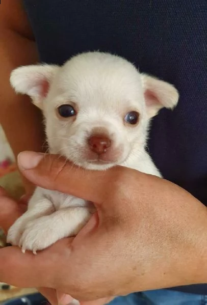 cucciolo pincher chiwawa mini toy inteligentissimi 