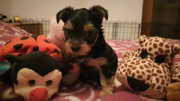  cuccioli yorkshire mini 