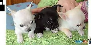 disponibili cucciolo di pincer chiwawa mini mini toy