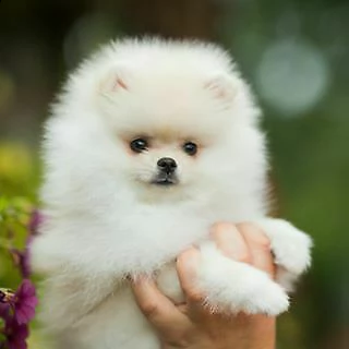  cuccioli di spitz pomerania 