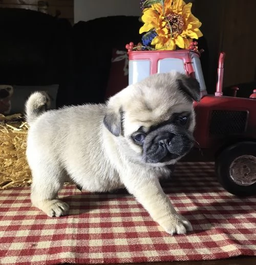 stupendi cuccioli di carlino | Foto 1
