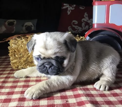 stupendi cuccioli di carlino