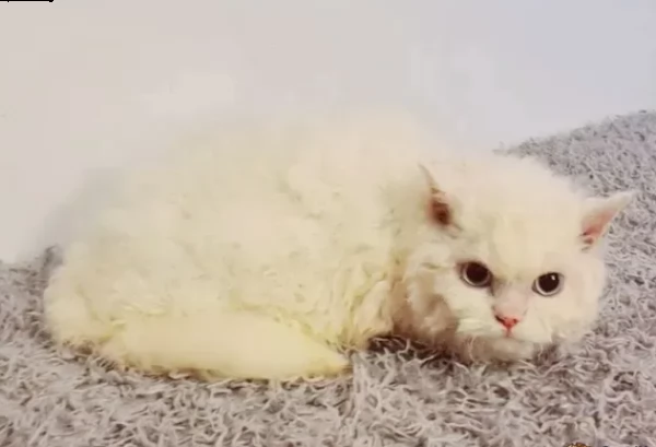 munchkin gattini maschio e femmina