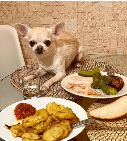 regalo cucciolo regalo cuccioli di chihuahua