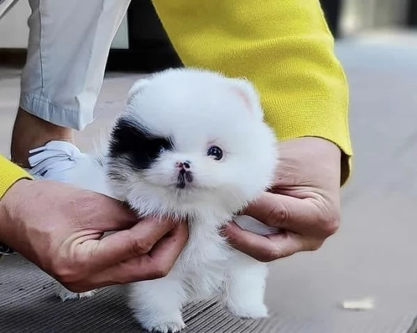 regalo pomerania cuccioli (maschio e femmina)