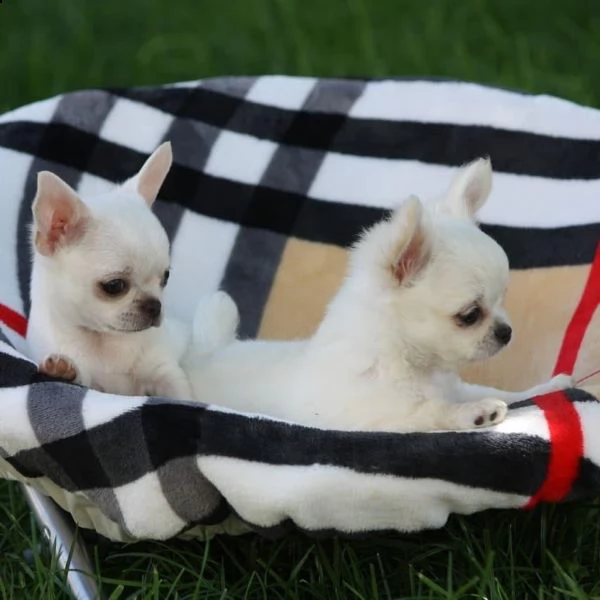 sono orgoglioso di annunciare che il mio bellissimo chihuahua è pronto per le loro case per sempre. | Foto 0