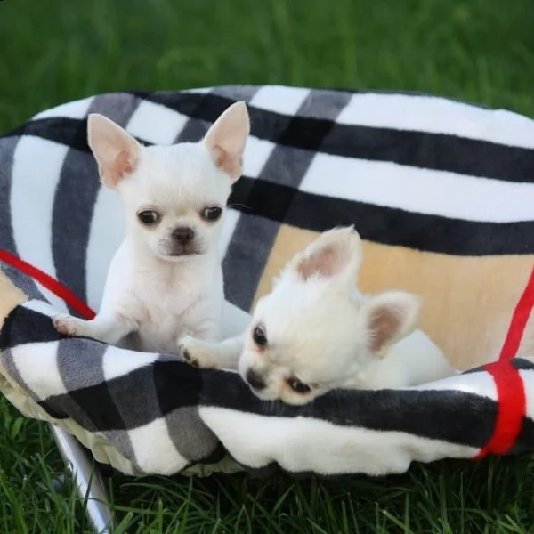 sono orgoglioso di annunciare che il mio bellissimo chihuahua è pronto per le loro case per sempre.