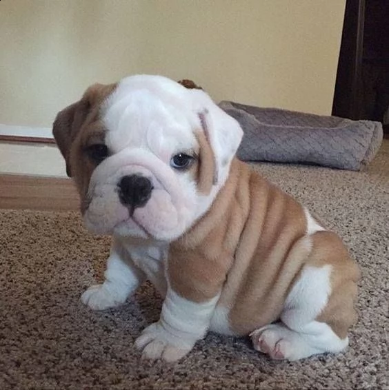 cuccioli di bulldog inglese super adorabili