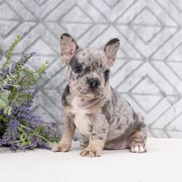 bellissimi cuccioli di bulldog francese