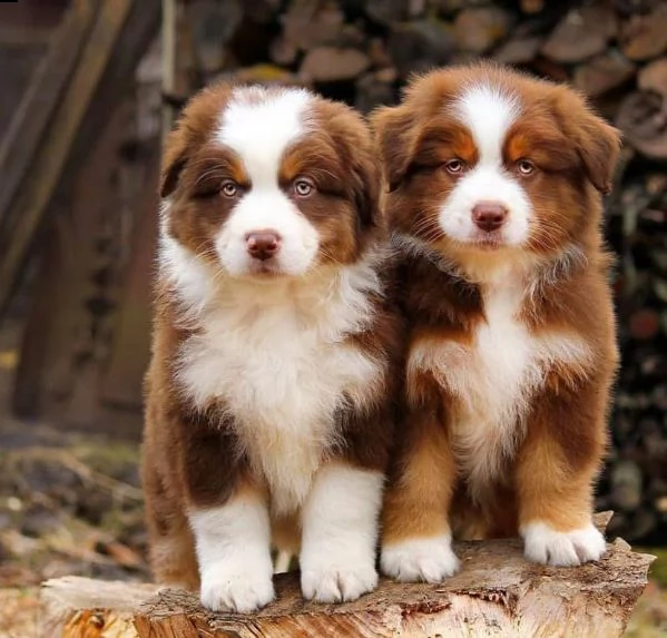 pastore australiano maschio e femmina