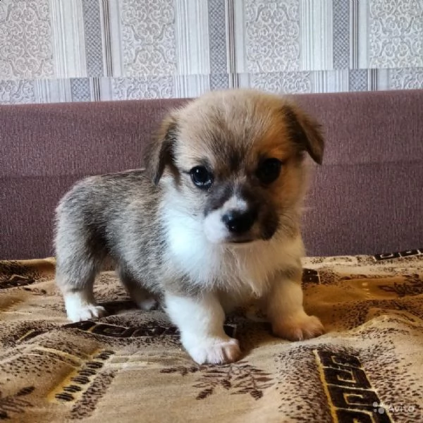 regalo cucciolo regalo husky