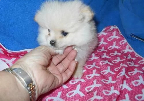 meravigliosi cucciolotti di spitz di pomerania toy