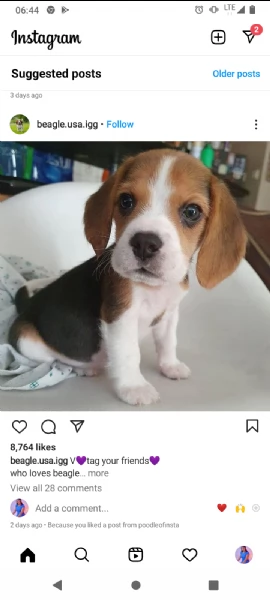 regalo beagle | Foto 0