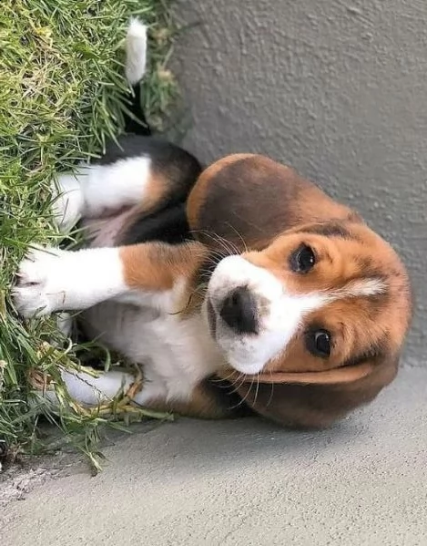 regalo beagle
