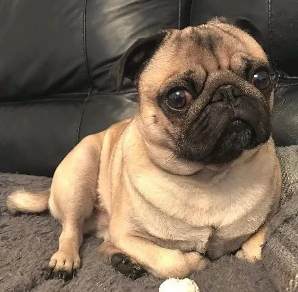 simpatico regalo di cuccioli di carlino