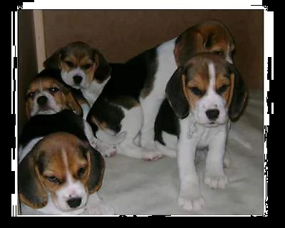 beagle m/f/.