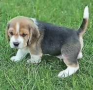 cucciolo di beagle inteligentissimo