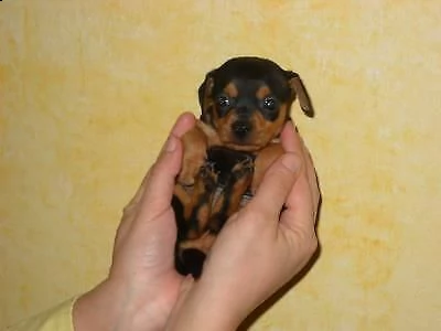  cuccioli di pincher chihuahua toy 