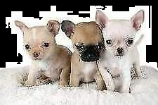 cucciolotti di pincher chihuahua toy, di due mesi 