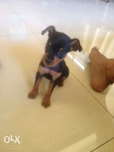 sono disponibili pincher chihuahua toy