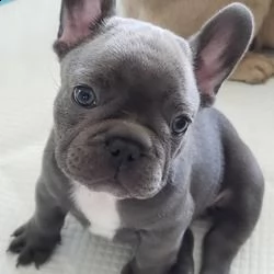  regalo  cuccioli bulldog francese con pedigree   disponibili 4 cuccioli di bulldog francese di , cr